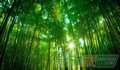 國內外首份關于竹林生態(tài)系統(tǒng)應對氣候變化的評估報告出爐