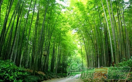 林業(yè)碳匯項(xiàng)目的儲(chǔ)備與開發(fā)“為何前期有點(diǎn)慢”的原因有哪些？